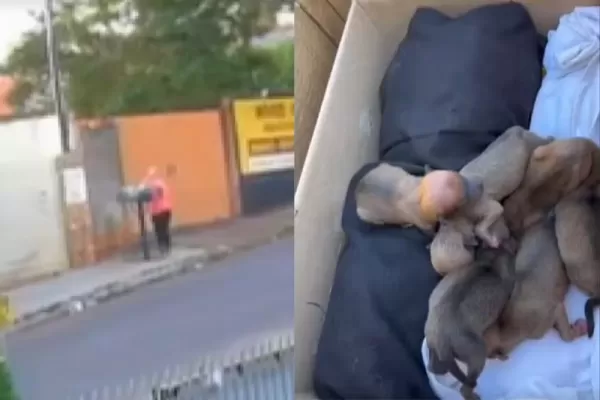 Mulher confessa ter abandonado 11 filhotes de cachorro em lixeira em Santo Antônio da Platina; apenas um sobreviveu