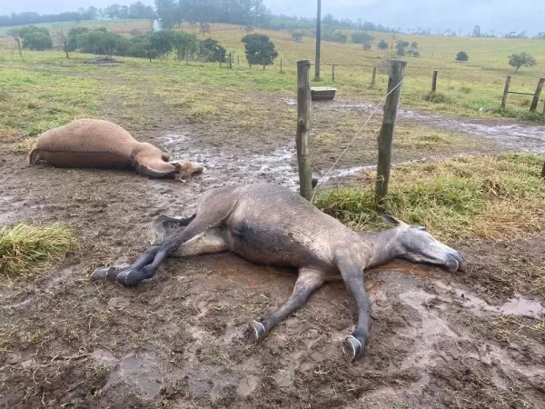 Fio de alta tensão cai em pasto e mata animais; prejuízo é de R$ 35 mil, diz produtor