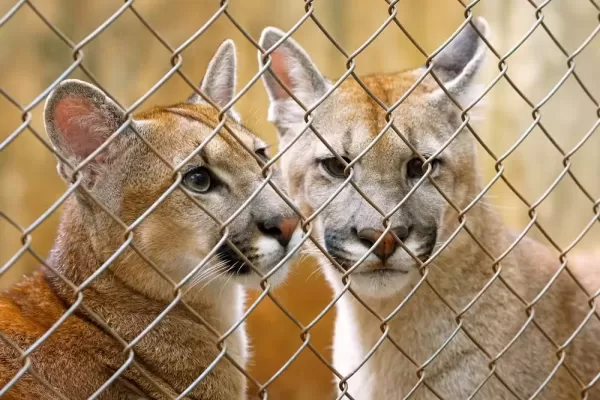 'Café e Cacau': votação popular define nomes de filhotes de onça-parda em zoológico de Garça