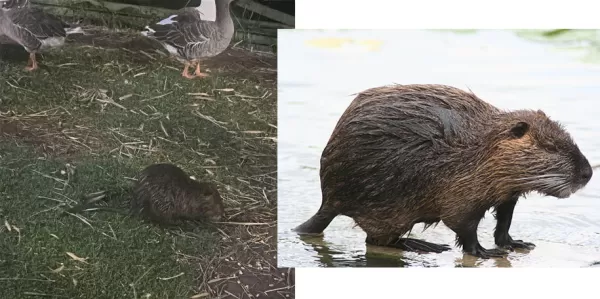 Ratão-do-Banhado é flagrado às margens de lago em Ourinhos 