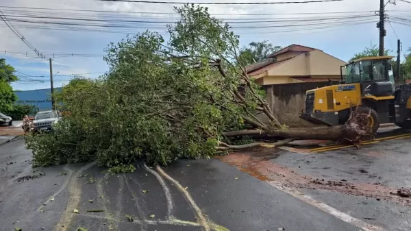 Defesa Civil trabalha na limpeza da cidade após tempestade com queda de árvores em Ourinhos