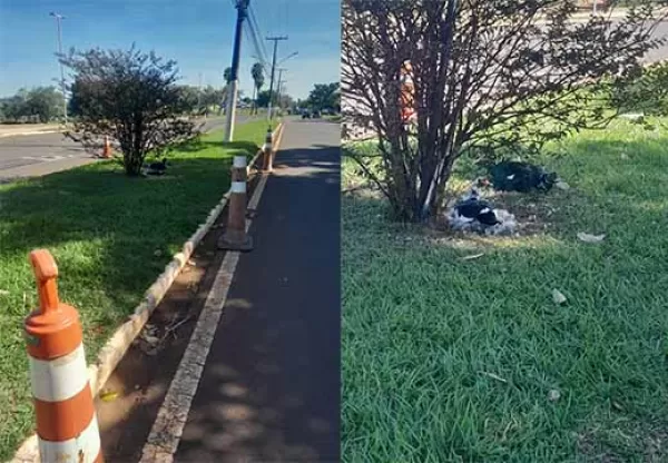 Mamãe pato volta a chocar ovos no canteiro central da Avenida Luiz Saldanha Rodrigues em Ourinhos 