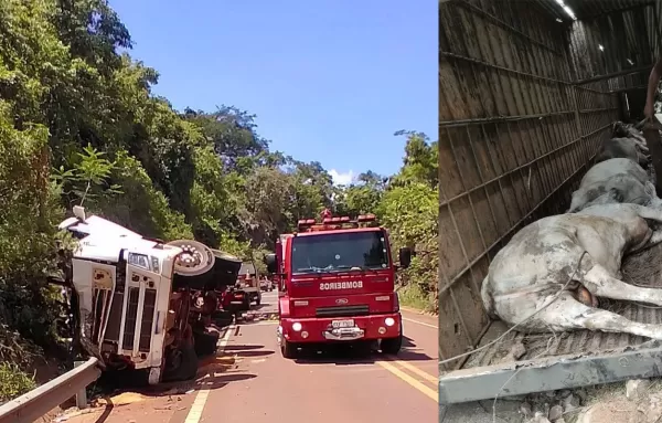 Carreta com gado tomba na SP-303, deixa motorista ferido e animais mortos, entre Timburi a Bernardino Campos