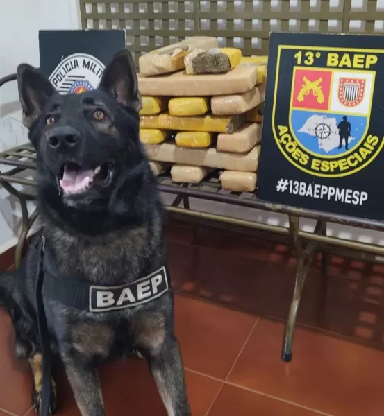 Homem é preso com quase 20 quilos de maconha em terminal rodoviário de Ourinhos