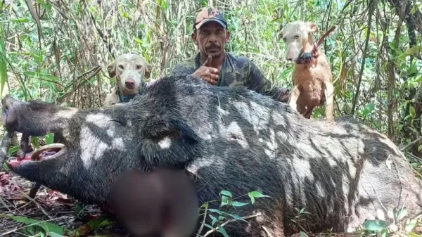 Caçadores abatem javali de 300 kg em João Pinheiro (MG); espécie é considerada ameaça à biodiversidade