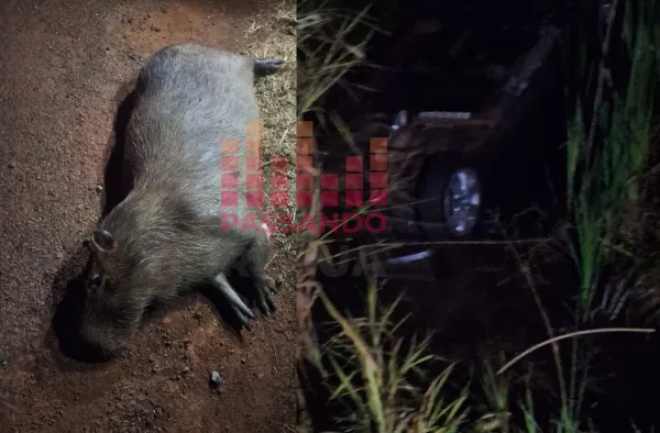 Professor atropela capivara e capota veículo na SP-225 em Ipaussu 