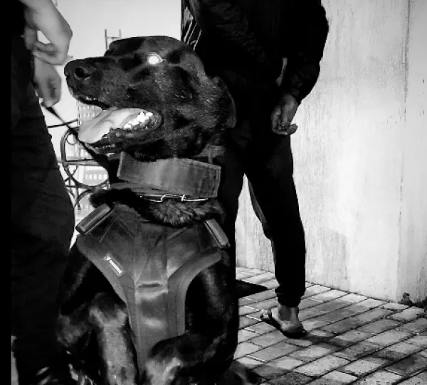 Homem é preso por tráfico de drogas com auxílio de cão farejador na Vila Musa, em Ourinhos