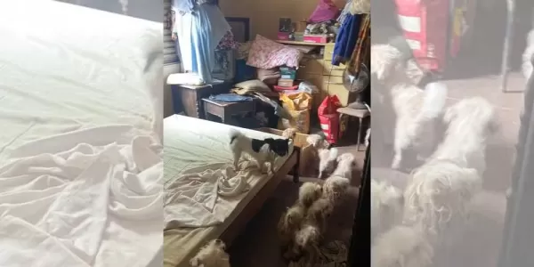 Mulher é multada em R$ 45 mil por maus-tratos a 15 cães em Ourinhos