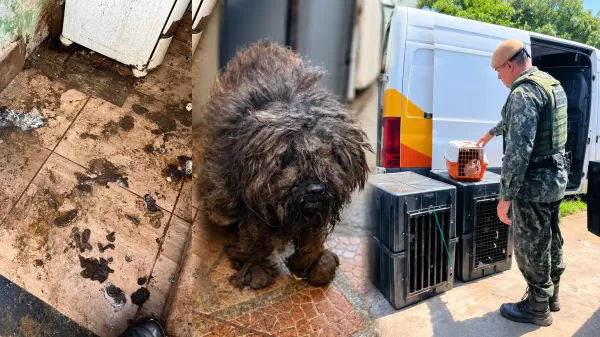 Mulher é presa por maus-tratos após polícia resgatar 29 cães e 7 gatos confinados em imóvel em Marília