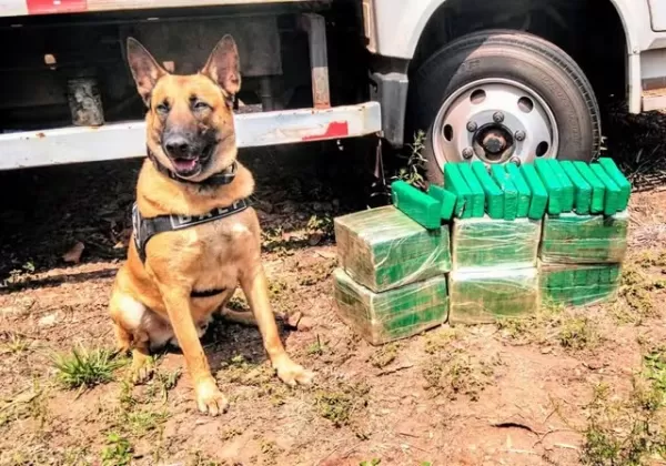 Polícia apreende drogas em guincho que estava em pátio e iria para leilão na região