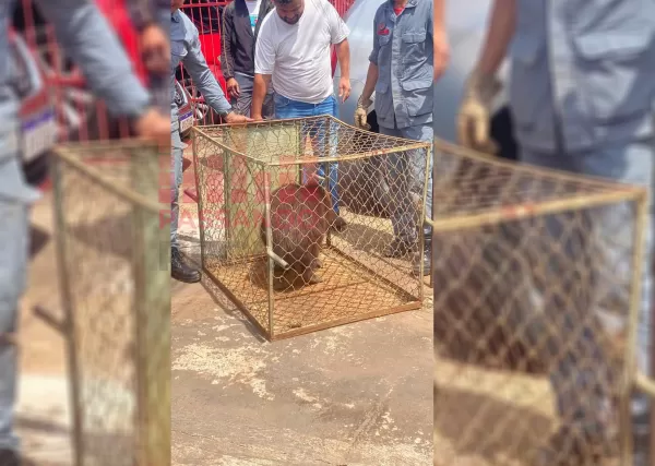 Capivara é capturada ao ser flagrada transitando em Ourinhos