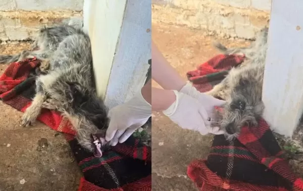 Mulher é investigada por abandonar cadelas doentes e sem água em casa vazia em Cerqueira César