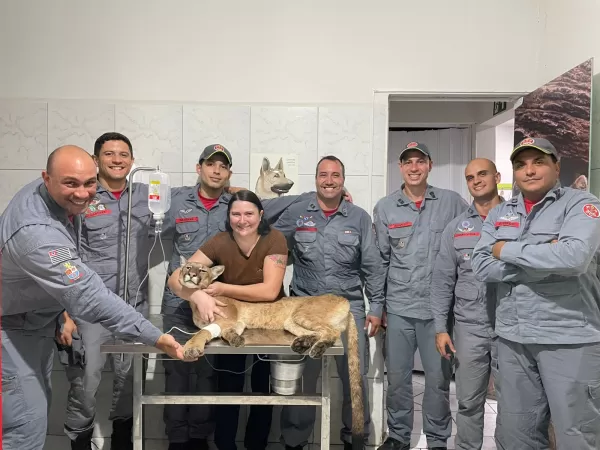 Onça-parda é resgatada de árvore a 6 metros de altura em empresa de transportes em Marília