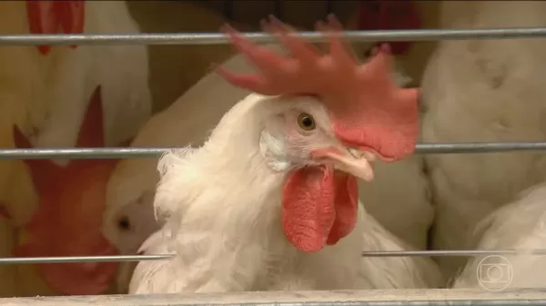 Governo confirma novo foco de gripe aviária em criação doméstica no Mato Grosso