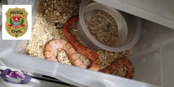 Polícias Civil e Ambiental apreendem dezenas de cobras exóticas em operação contra tráfico de animais em Assis
