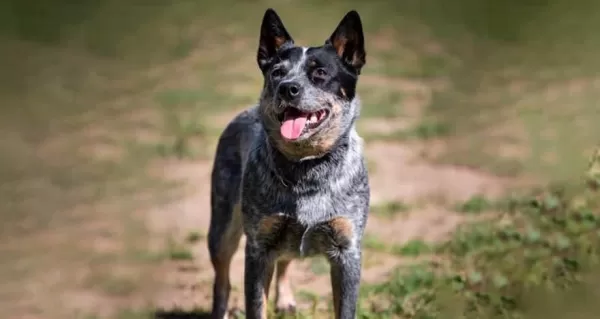 Morador de Ourinhos denuncia ataques recorrentes de cão solto em via pública; caso será investigado