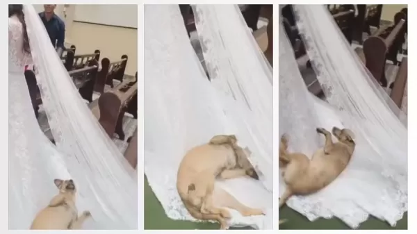 Vídeo: Cachorro vira-lata “caramelo” rouba a cena em casamento no norte do Paraná 