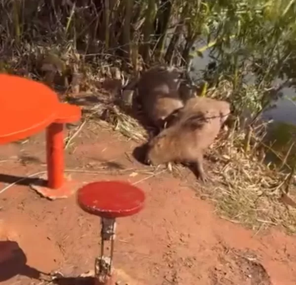 Duas capivaras são encontradas mortas às margens do Lago do Parque Centenário em Ourinhos