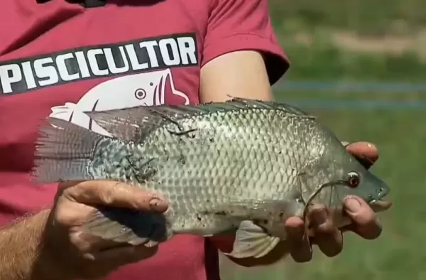 Produtores de tilápia estão preocupados com possível inclusão da espécie em lista de invasoras