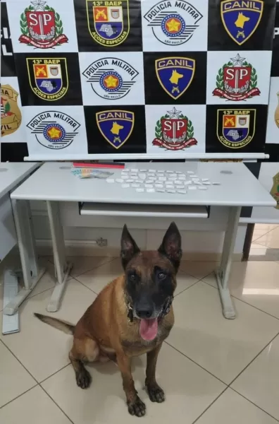 Cão policial Draco localiza suspeito de tráfico após perseguição de 500 metros em área de mata em Santa Cruz do Rio Pardo