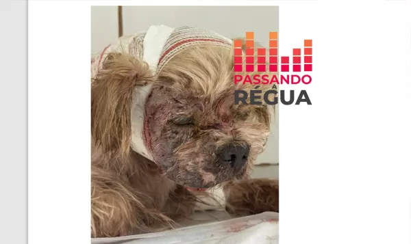 Cão fica em estado grave após ser atacado por pitbull no bairro Helena Braz Vendramini, em Ourinhos