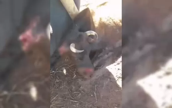 Vaca morre após suposto ataque de pit bull e caso é investigado em Bauru