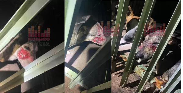 Cães feridos são resgatados pela GCM e Corpo de Bombeiros no Jardim Josefina, em Ourinhos
