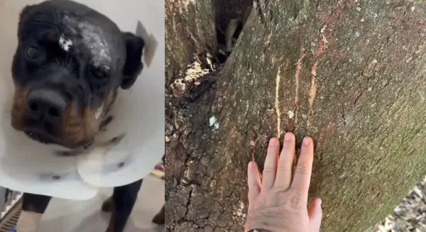 Cão rottweiler mostra sinais de recuperação após ataque de onça-parda em Palmital 