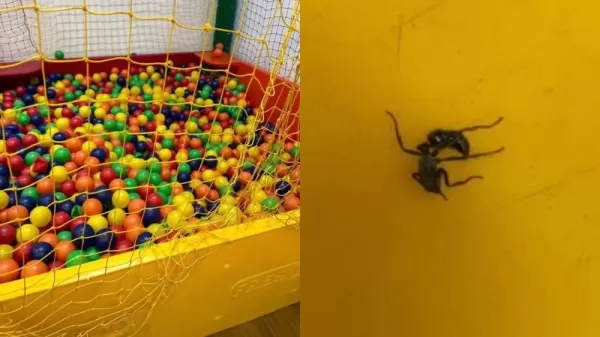 Mãe é picada por formiga-bala em piscina de bolinhas em Ourinhos; notícia ganhou grande repercussão 