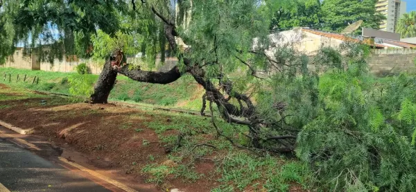 Temporal com fortes ventos causa transtornos em Ourinhos nesta quinta-feira 