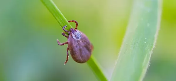 Saúde confirma morte por febre maculosa em Assis 