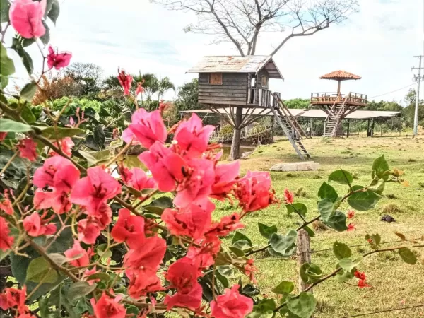 João Neto: De Novo a Primavera!