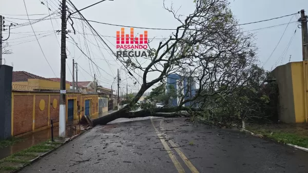 Árvore de grande porte cai durante forte chuva e vento e interdita rua no Centro de Ourinhos
