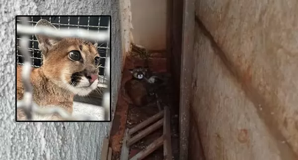 Filhote de onça-parda é resgatado em quintal de casa na região; vídeo