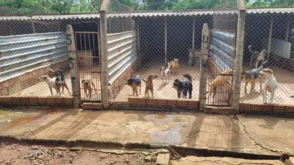 Projeto de Lei Complementar propõe transferir Controle de Zoonoses e Causa Animal para a Secretaria de Saúde em Ourinhos 