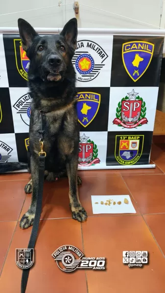 Canil do 13º BAEP prende homem por tráfico de drogas no CSU em Ourinhos