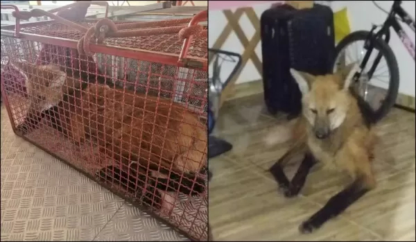 Lobo-guará é resgatado dentro de residência em Ocauçu (SP)