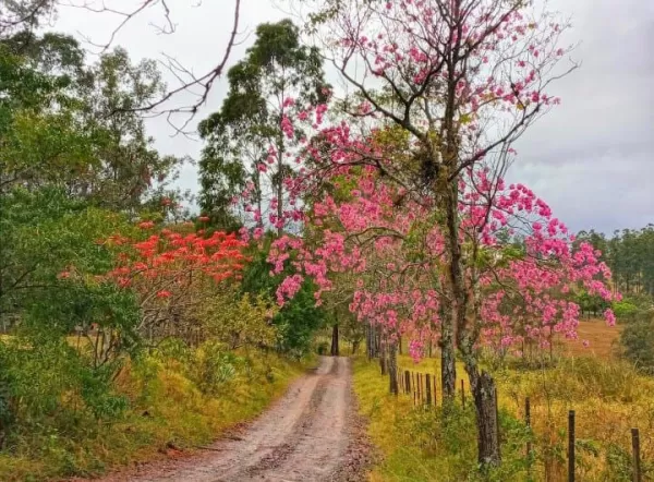 João Neto: Sonhar com a paz é assim! 