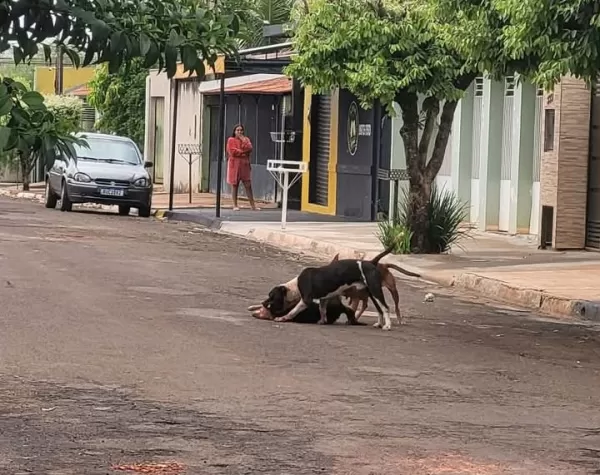 Casal de pitbulls mata cadela após ataque de meia hora e assusta moradores no Jardim Itamaraty em Ourinhos
