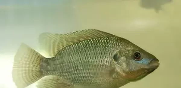 Tilápia entra em lista de espécies invasoras; veja o que muda