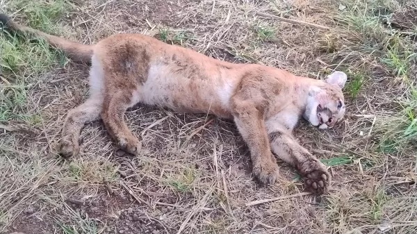 Onça parda encontrada morta em Bandeirantes