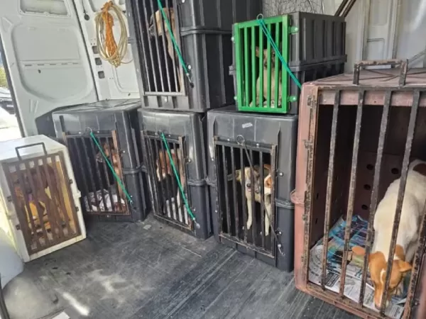 Polícia resgata oito cães desnutridos e prende dono por maus-tratos em Marília