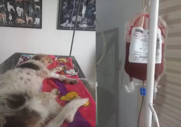 Cachorra vítima de maus-tratos é resgatada em estado grave e passa por transfusão em Cerqueira César