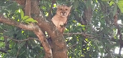 Bombeiros fazem resgate de onça que subiu em árvore na região