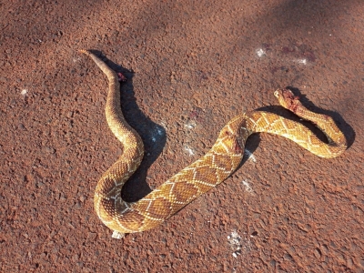 Moradores encontram cobra em praça e reclamam de abandono pela Prefeitura de Ourinhos; vídeo