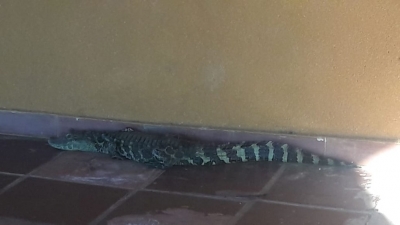 Bombeiros resgatam jacaré achado em varanda de casa na região