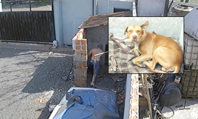 Pit bull é morto a tijoladas por homem na região 
