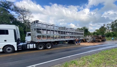 Caminhão com 200 porcos tomba na região; parte dos animais morreu