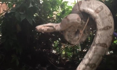 Morador encontra jiboia ao subir em pé de manga e resgate mobiliza bombeiros na região