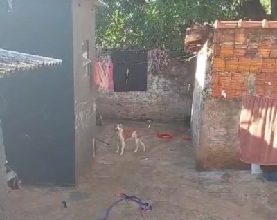 Pitbull causa pânico em Ourinhos; Ataque de fúria deixa família presa e outro cachorro morto